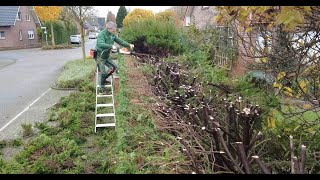 Kundenwunsch Einfach gerade Heckeschnitt mit Stihl HSA 130R Satisfying Hedgecutting [upl. by Landmeier]