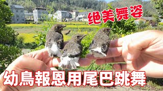 3隻幼鳥為報救命之恩，排隊給小夥跳舞，這舞姿堪稱一絕【蒙面鳥哥】 [upl. by Hgierb]