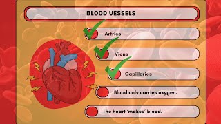 Inside Your Blood Vessels Exploring Arteries Veins amp Capillaries [upl. by Kiki]