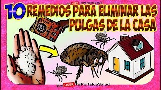 Como Eliminar las Pulgas de Casa  10 Remedios para Eliminar Matar las Pulgas de la Casa🐱🐶🏡 [upl. by Annamarie224]