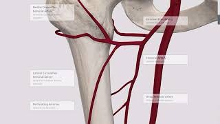 Blood supply to the lower limb [upl. by Preiser]