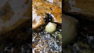 Spectacular golden pearl in clam found clam pearl [upl. by Janene]