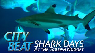 Shark Days at Golden Nugget in Las Vegas [upl. by Alia]