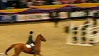 Robert Whittaker HOYS Puissance 2008 [upl. by Enitsud]