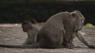 Monkey with Babies monkey monkeydluffy monkeyvideo monkeyvideo monkeybaby monkeylove [upl. by Forsta]