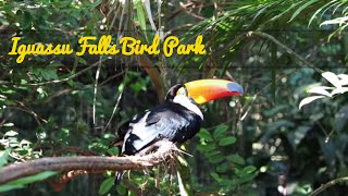 Parques das Aves  The Iguazu Falls Bird Park [upl. by Annwahsal]