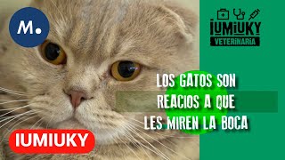 IUMIUKY Consejos de primeros auxilios y cómo detectar una gingivoestomatitis en los gatos Mediaset [upl. by Azmah555]