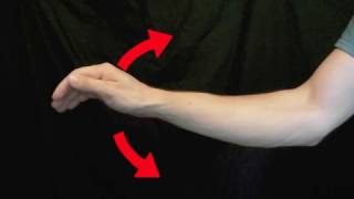 Arm Muscles 27 Wrist Flexion and Extension [upl. by Nylekoorb550]