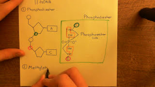 Antisense Oligonucleotides Part 3 [upl. by Arleyne410]