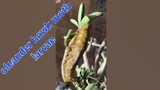 Very big larva found in friends garden Nayan kamaliya plant expert [upl. by Stevena]