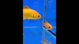 Goldfish swimming at the bottom of the tank [upl. by Telfer]