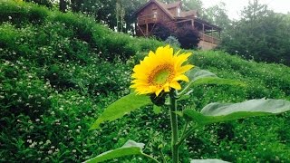 Mountain Mist Log Cabin Rental in the Ozark Mountains [upl. by Ainalem44]