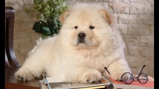 Chow Chow Cutest  Pet Lovers United States [upl. by Eirovi546]