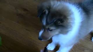 Sheltie Puppy Barks [upl. by Nymassej]