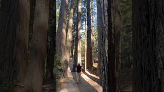 Purisima Creek Redwoods Open Space Preserve Purisima Creek Trail Woodside CA [upl. by Joycelin]