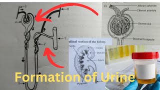 Ayeesha A is live how urine is formed in humans 😀🙏 [upl. by Ynnub965]