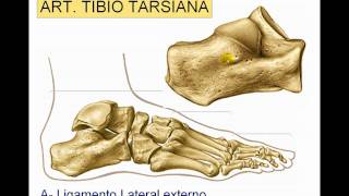 Articulación del tobillo [upl. by Akenet561]