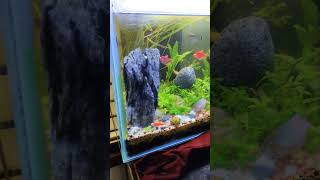 NON CO2 AQUARIUM INTRODUCE AMAZON SWORD AND VALLISNERIA NANA PLANT IN MY TANK aquarium fish [upl. by Eciral]