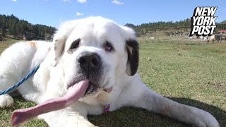 This is officially the worlds longest dog tongue  New York Post [upl. by Erund]