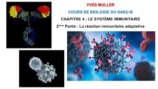 Chapitre 4  2ème Partie  La réaction immunitaire adaptative  Cours de Biologie du DAEUB [upl. by Beryle304]