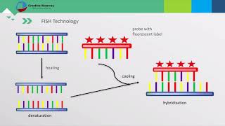 Fluorescent In Situ Hybridization FISH Assay [upl. by Eceinert331]