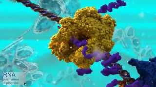 Transcription of DNA by RNA polymerase waudio [upl. by Nnalorac]