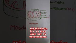 mithochondria  how to easy way draw mithochondria  mithochondria and its function [upl. by Bent]