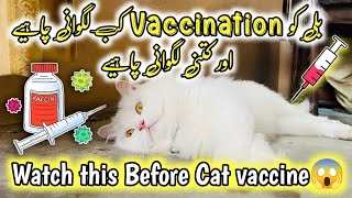 Cat Vaccination  Kitten Vaccination Age amp schedule  Rabies Vaccination for cats  cat vaccines [upl. by Nawrocki661]