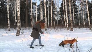 The World Is this Siberian fox wild domesticated or something in between [upl. by Kinnie64]