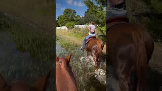 horse rodeolifestyle horseenthusiast equestrian rodeotime horsefan rodeolife horselover [upl. by Singh]