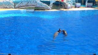 Spectacle des Dauphins  Marineland Antibe [upl. by Elleval]