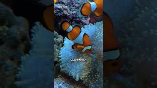 Clownfish change gender according to circumstances clownfish gender [upl. by Anik677]