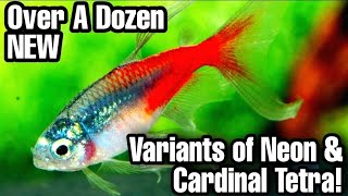 How to Identify amp Understand Over a Dozen New Variants of Neon amp Cardinal Tetras [upl. by Olympium988]