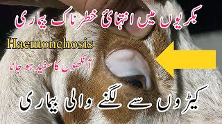 Hamenchosis  Anemia in Goats  Blood Sucking Parasites in Goats  Symptoms  Treatment  Dr Noman [upl. by Cosette]