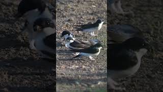 The western house martin Delichon urbicum collecting nest material shortvideo birds housemartin [upl. by Arteid]