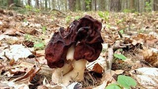 Grzyby Piestrzenica kasztanowata  Gyromitra esculenta [upl. by Nnanaej]