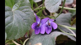 Cuidados de la Viola odorata  Violeta de Olor  Violeta Común  Violeta Salvaje  Violetones [upl. by Delmor759]