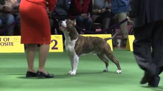 American Staffordshire Terrier Westminster Kennel Club Dog Show 2016 [upl. by Stevenson]