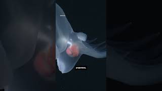 New glowing species discovered in deep sea [upl. by Birmingham773]