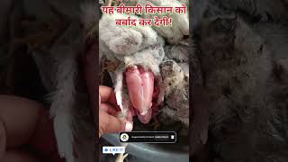 ऐसे तो यह किसान बर्बाद हो जाएगा।broiler poultryfarming ytshorts chicks [upl. by Marylou127]