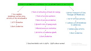 Physiological functions of Thyroid Hormone Chapter 77 part 4 Guyton and Hall Physiology [upl. by Yvonne]