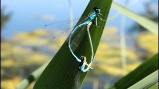 Accoppiamento della libellula platycpennis pennipes [upl. by Cosenza204]