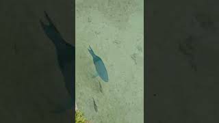 Parrot fishfish ytviral ytshorts parrotfish islandlifetrending shortsbermudaisland ofw [upl. by Oramug]