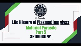 Life history of Plasmodium vivax  Part 5  Sporogony  Z1 Tutorials [upl. by Dadinirt848]