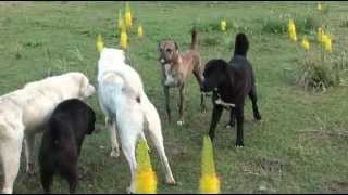 Tajik shepherd dogs in the wild [upl. by Otcefrep]