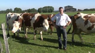 Terre comtoise L alimentation des bovins  Gaec de la Charmée [upl. by Polivy]