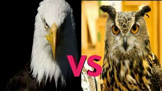 Eagle vs Owl eagle owlamazing documented comparisonmust watch [upl. by Elias]