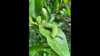 Worm its eat lime leaf  nature beautifulcountryside worms shorts farming [upl. by Enirol366]