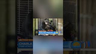 Tragic Incident of Charla Nashs Chimpanzee Attackshorts [upl. by Schriever]