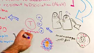 mycobacterium tuberculosis quotمرض السل الرئوي quotالتدرن [upl. by Major418]